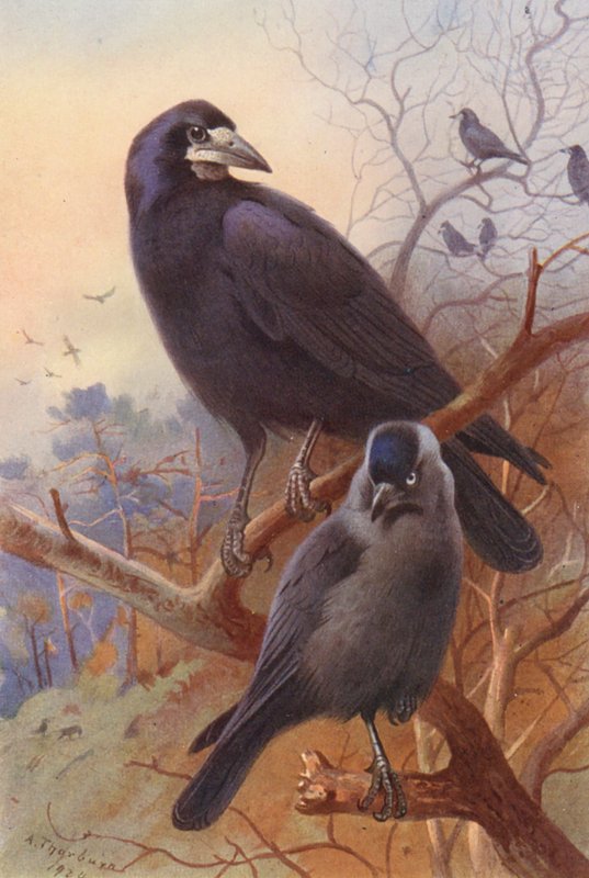 Rook, Jackdaw (litografía en color) de Archibald Thorburn