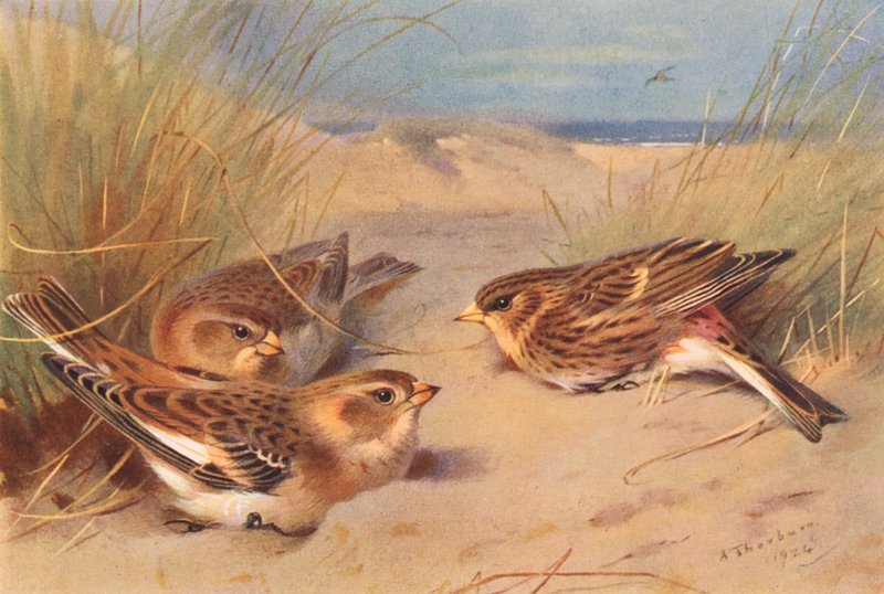 Snow-Bunting (invierno), Twite (litografía en color) de Archibald Thorburn