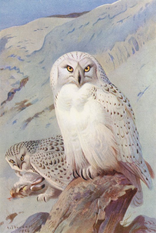 Búho nival (litografía en color) de Archibald Thorburn