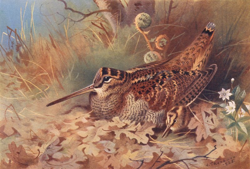 Woodcock (litografía en color) de Archibald Thorburn