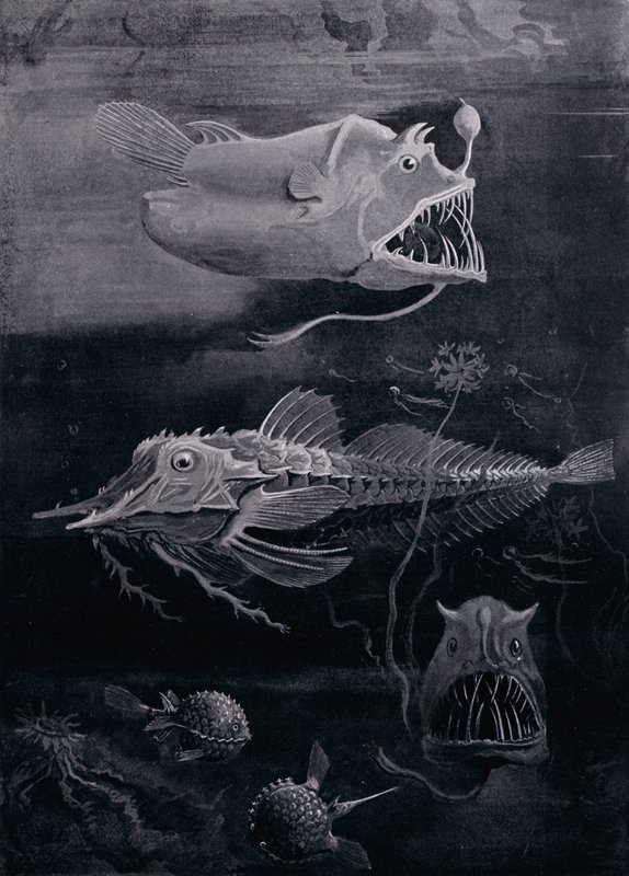 Peces de aguas profundas de Arthur Twidle