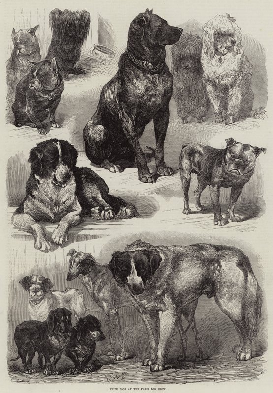 Perros premiados en la Exposición Canina de París de Auguste Andre Lancon
