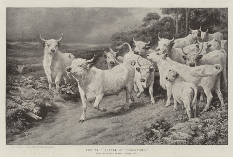 El ganado salvaje de Chillingham de Basil Bradley