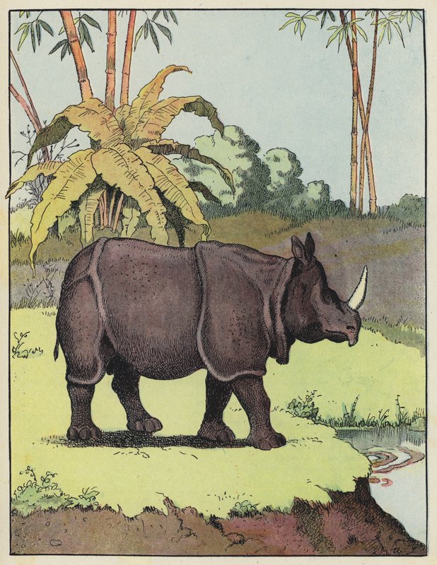 Rinoceronte indio de Benjamin Rabier