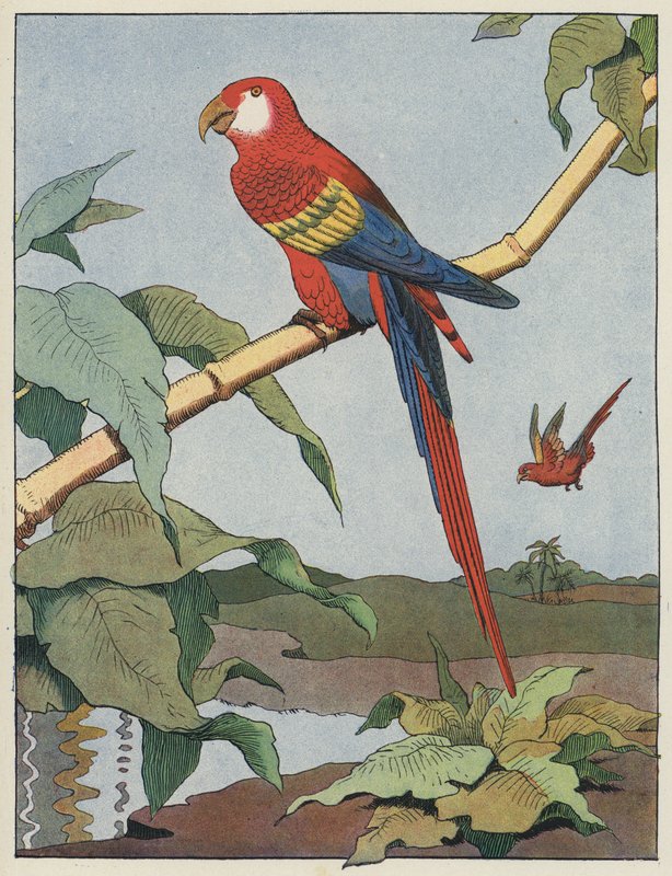 Guacamayo rojo de Benjamin Rabier