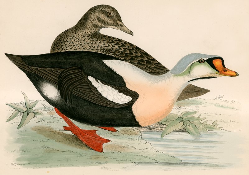 Rey Pato de Beverley R. Morris