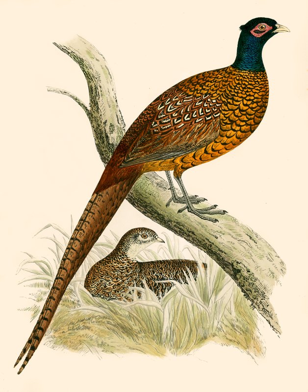 Faisán de Beverley R. Morris