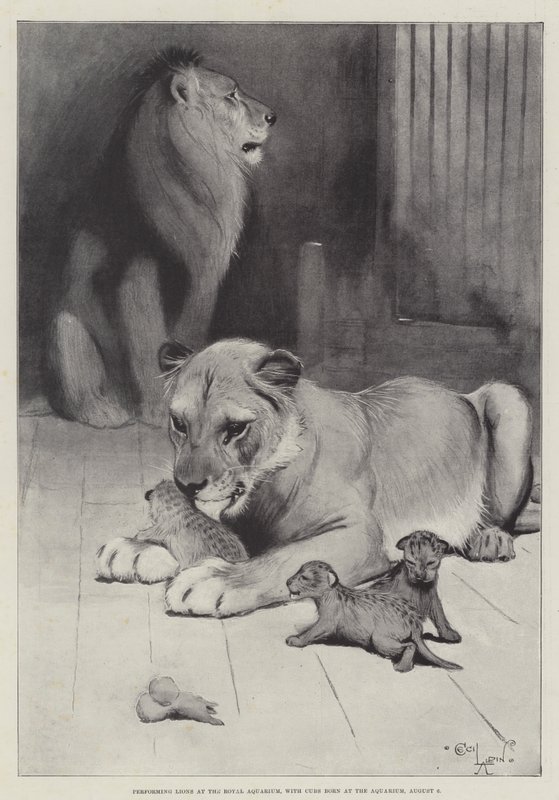 Leones Actuando en el Royal Aquarium, con Cachorros nacidos en el Aquarium, 6 de Agosto de Cecil Charles Windsor Aldin