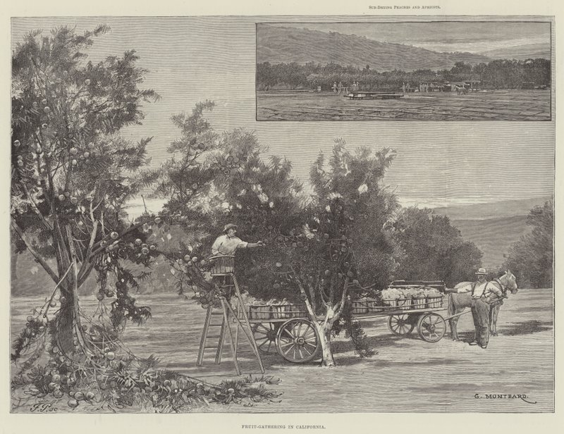 Recolección de Frutas en California de Charles Auguste Loye