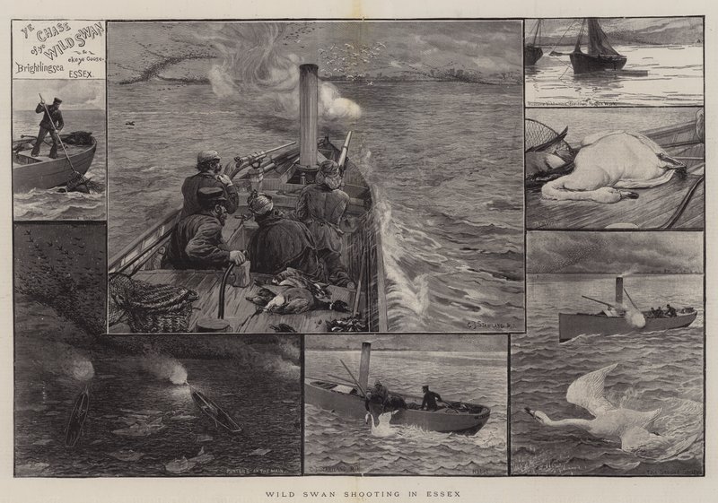 Caza de cisnes salvajes en Essex de Charles J. Staniland