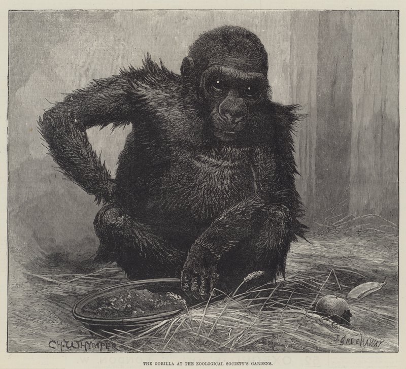 El gorila en los jardines de la Sociedad Zoológica de Charles Whymper