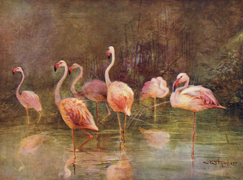Flamencos (lito de color) de Charles (after) Whymper