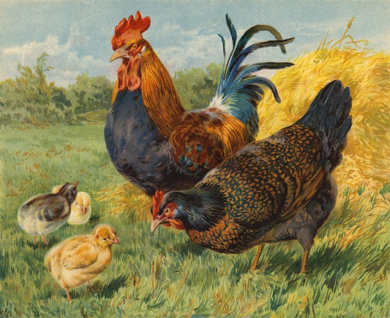 Pollos de Charles Collins