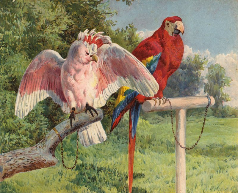 Cacatúa y guacamayo de Charles Collins