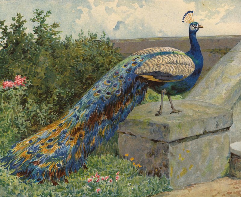 Pavo real de Charles Collins