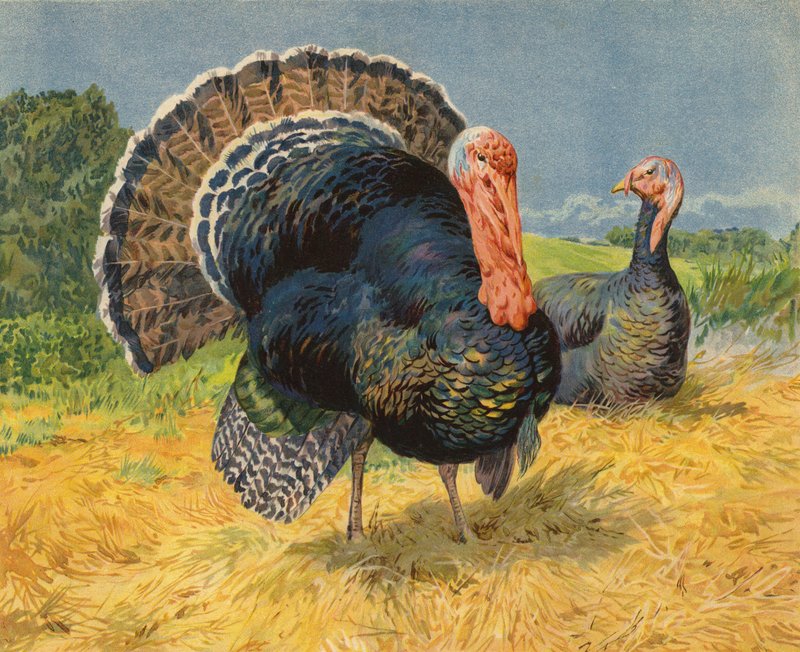 Pavos de Charles Collins