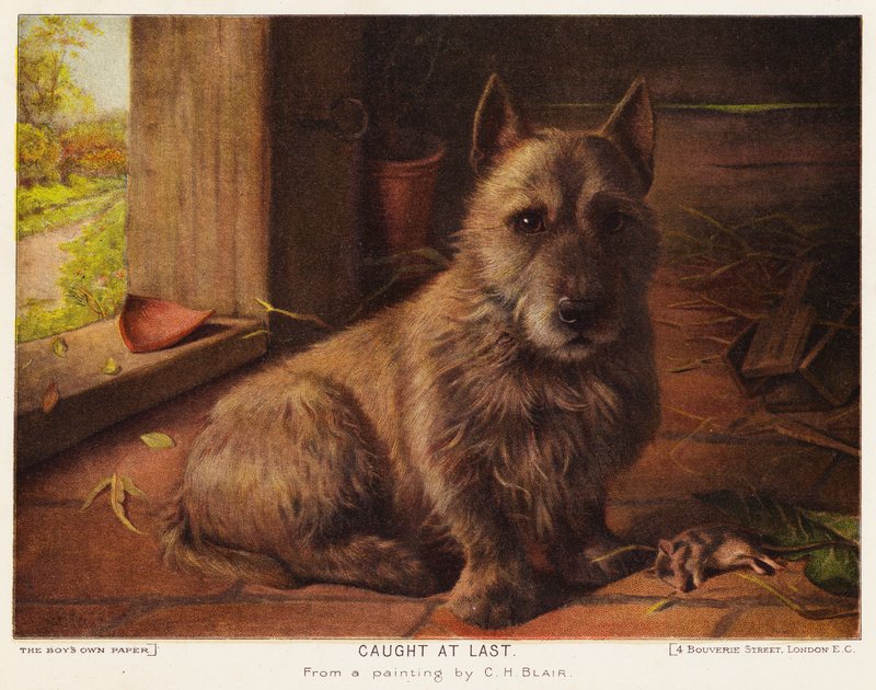 Atrapado por fin (litografia en color) de Charles Henry Blair