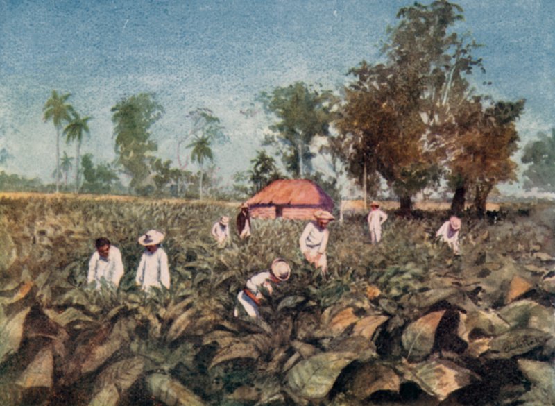 Plantación de tabaco, Cuba de Claude Pratt