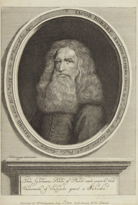 Jacob Bobart de David Loggan