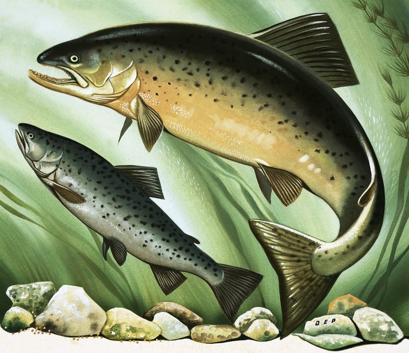 El viaje del salmón de David Pratt