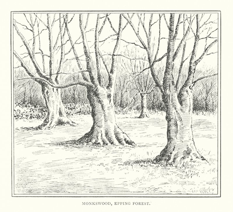 Monkswood, Epping Forest (litografía) de Duncan Moul