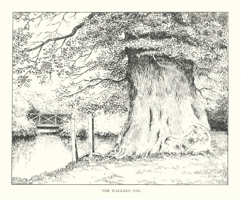 El roble de Walkern (litografía) de Duncan Moul
