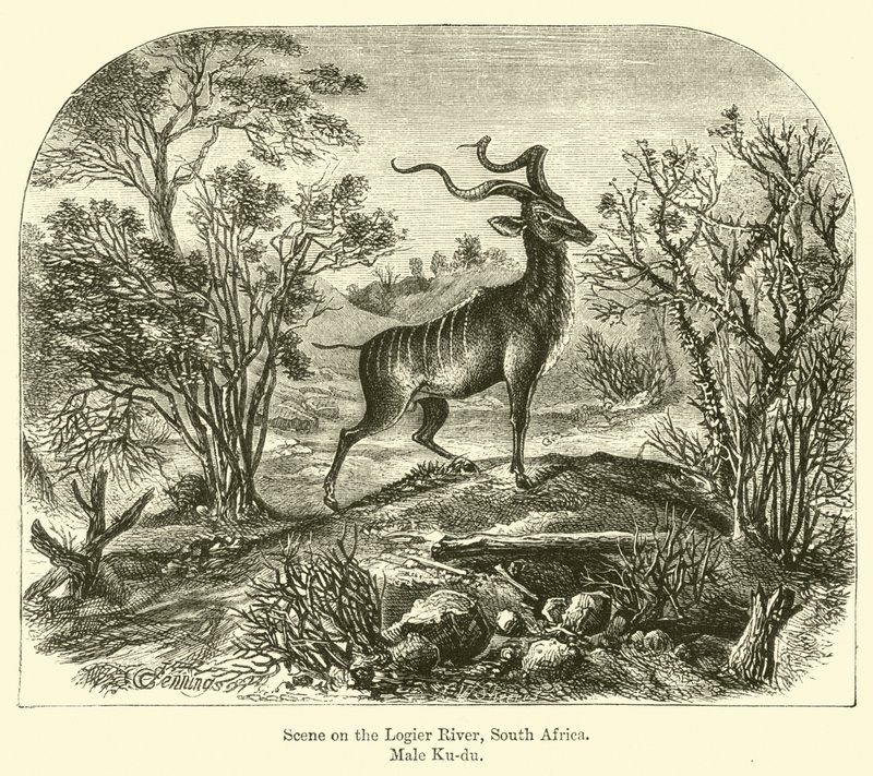 Escena en el río Logier, Sudáfrica, macho Ku-du de E. Jennings