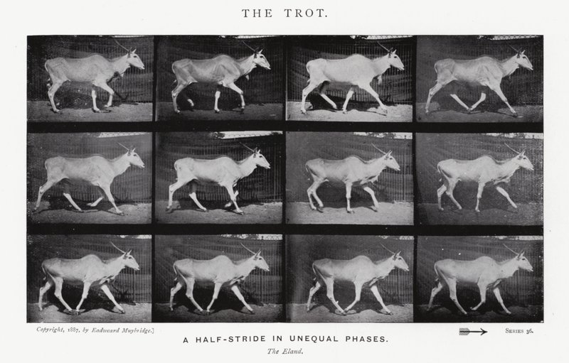 El Trote de Eadweard Muybridge