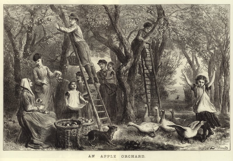 Un huerto de manzanas de Ebenezer Newman Downard