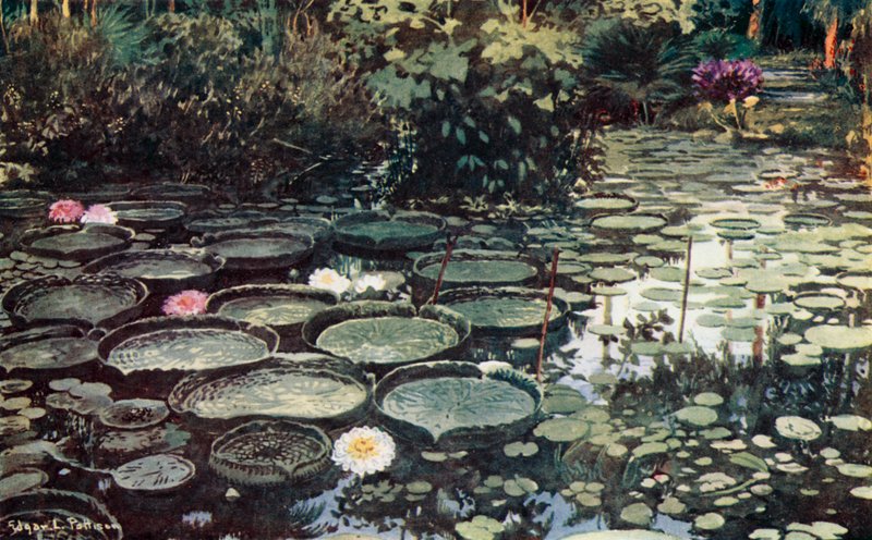 Victoria Regia (litografía en color) de Edgar L. Pattison