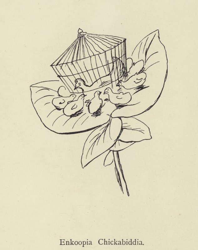 Enkoopia Chickabiddia de Edward Lear