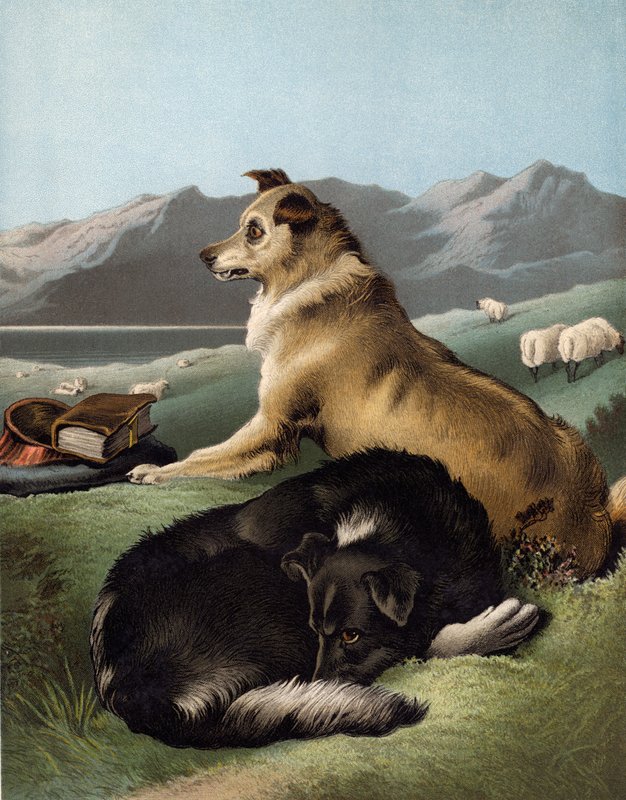 Perros Collie de Edwin after Landseer