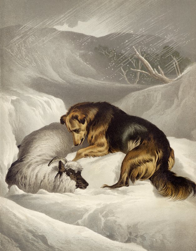 Rescate de ovejas de Edwin after Landseer