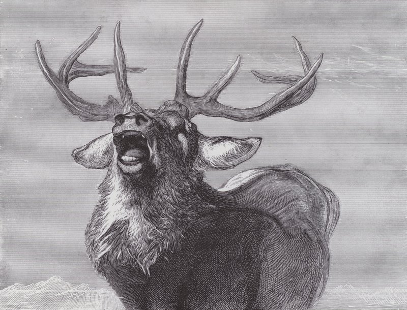 Un Desafío de Edwin (after) Landseer