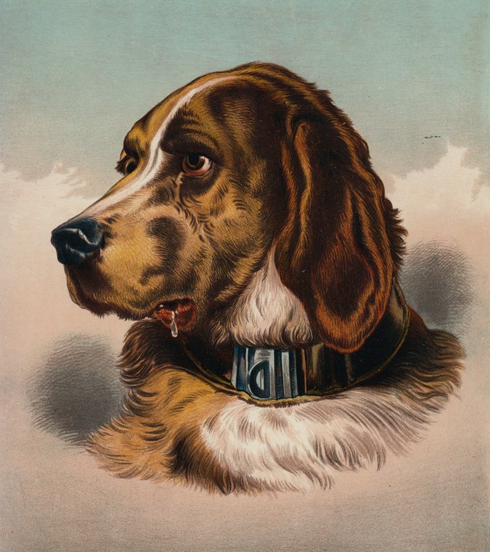 El sabueso () (litografía en color) de Edwin (after) Landseer