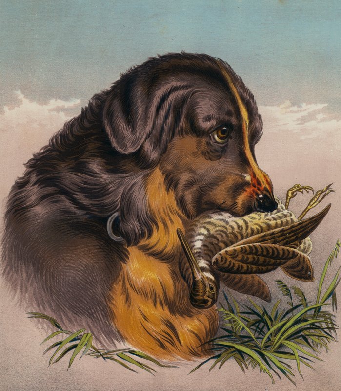 El Retriever (litografía en color) de Edwin (after) Landseer