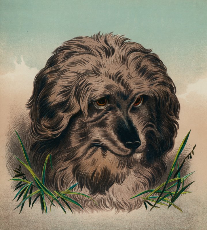 El Skye Terrier (litografía en color) de Edwin (after) Landseer