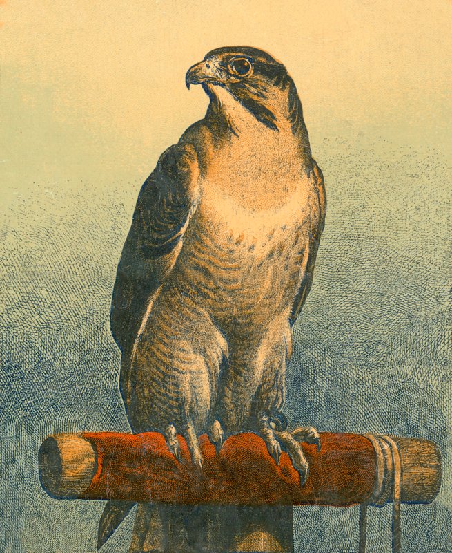 Halcón de Edwin Landseer