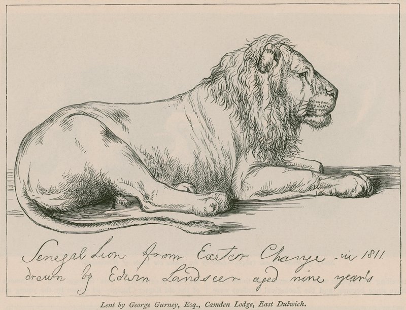 León de Senegal de Exeter Change de Edwin Landseer