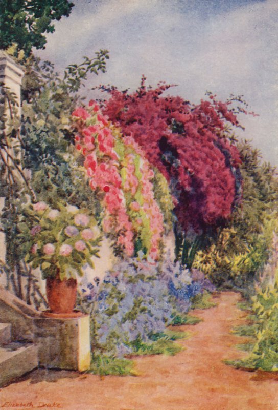 Bougainvillea y rosas, Welgelegen, Rosebank (litografía en color) de Elizabeth Drake