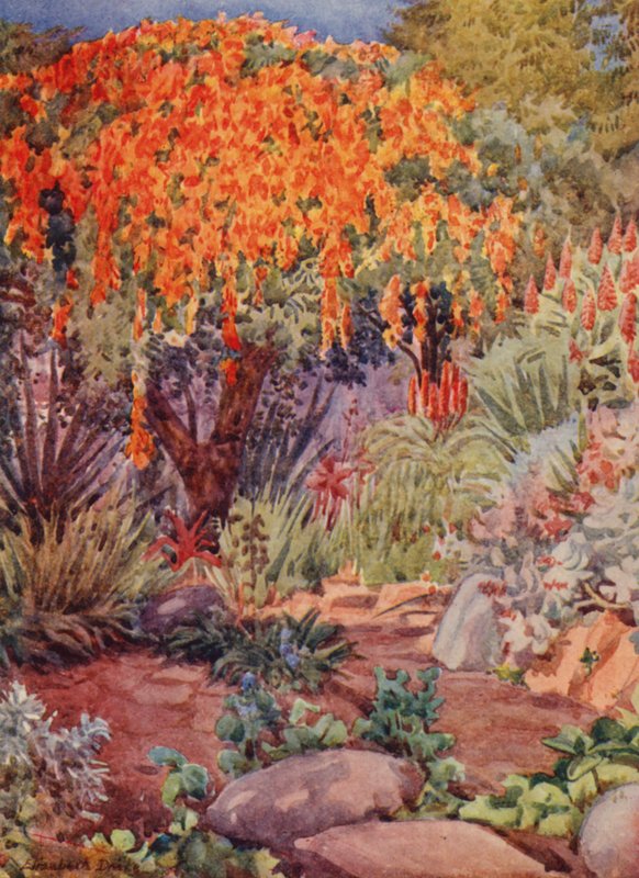 Naranja Bignonia venusta, Woodley, Durban (litografía en color) de Elizabeth Drake