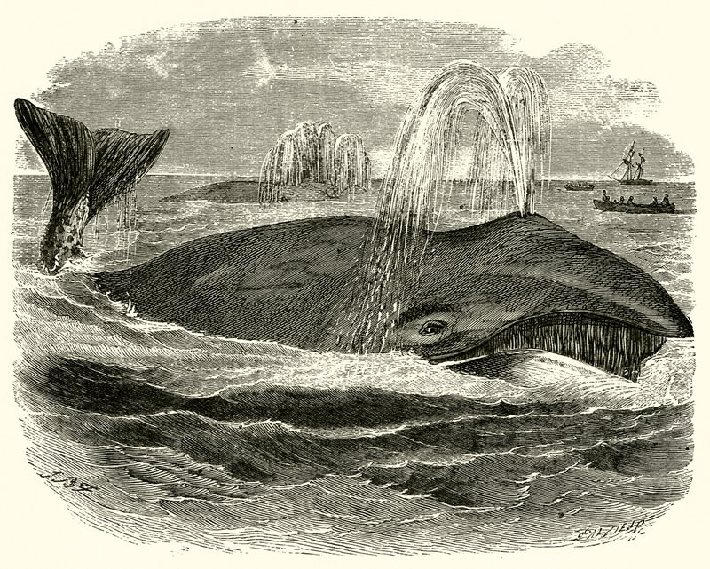 Ballena de Groenlandia de English School