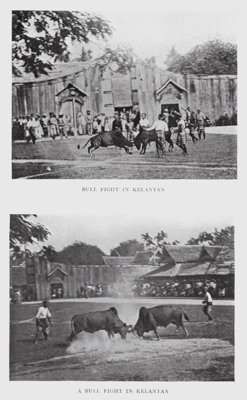 Corrida de toros en Kelantan de English Photographer