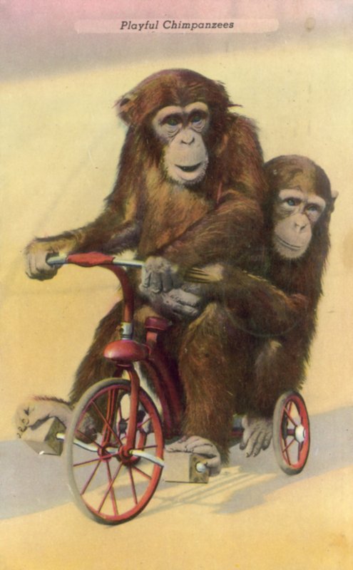 Chimpancés en bicicleta de English Photographer