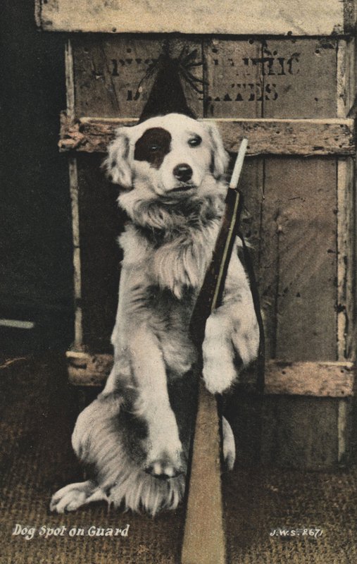 Perro sosteniendo una pistola de English Photographer