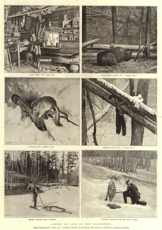 Escenas de la vida en el bosque de English Photographer