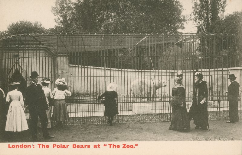 Los osos polares en el zoológico, Londres de English Photographer