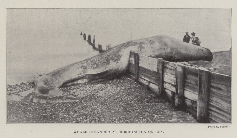 Ballena varada en Birchington-on-Sea de English Photographer