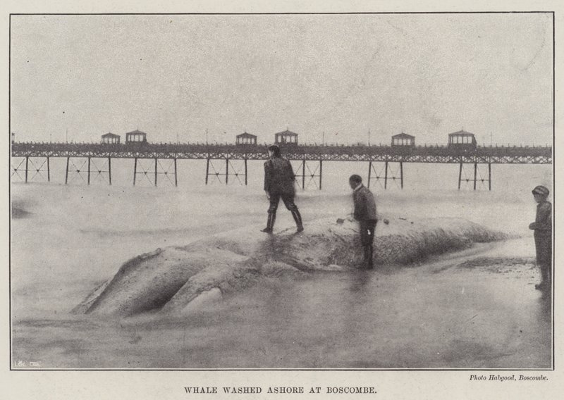 Ballena varada en Boscombe de English Photographer