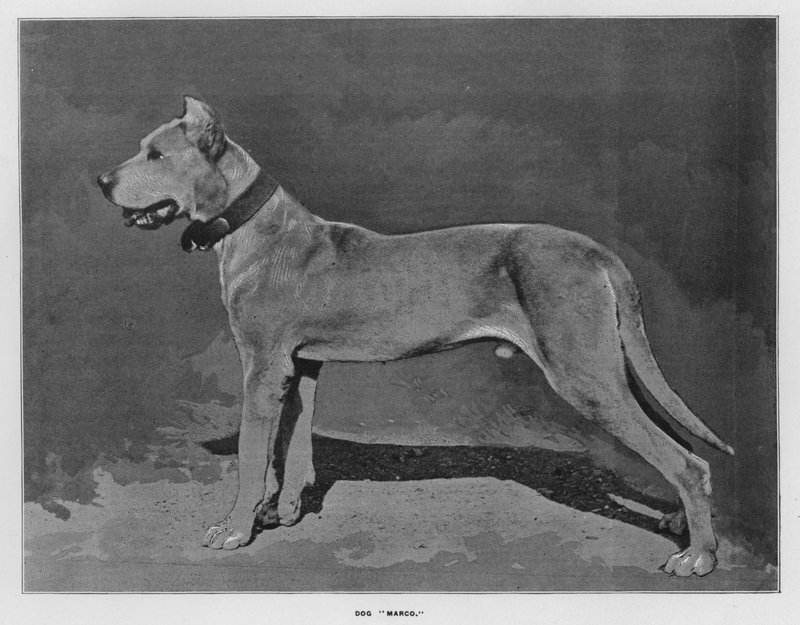 Granjas de Whiteley: Perro "Marco" de English Photographer